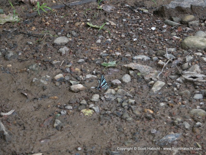 Butterfly, at rest.