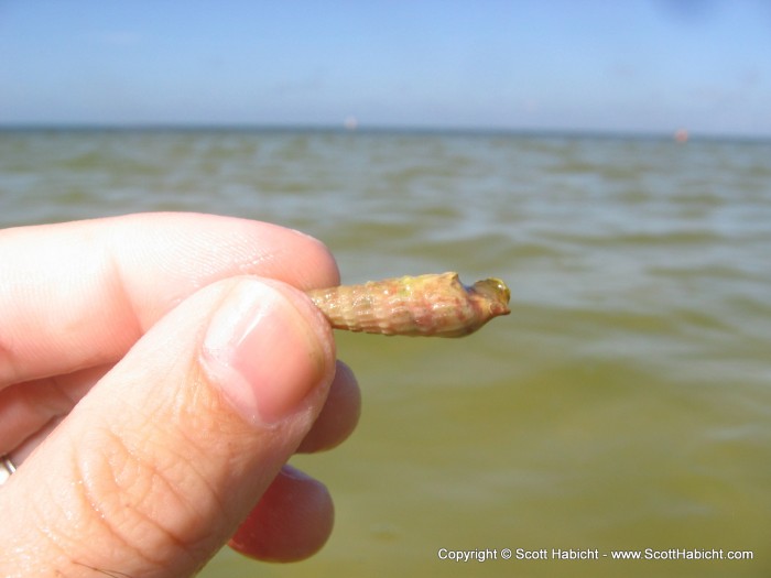 This shell (the same size as the crab) was home to....