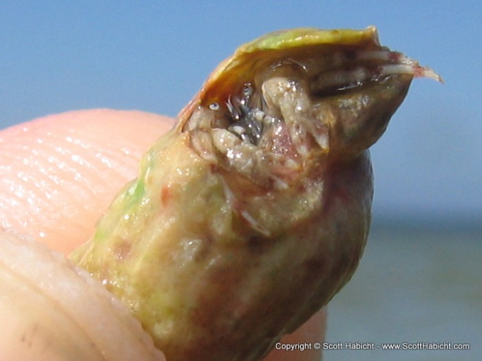 A small hermit crab.