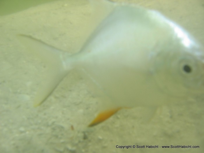 There were plenty of young palometas swimming in close to shore.