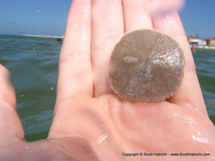 A sand dollar from the bottom.