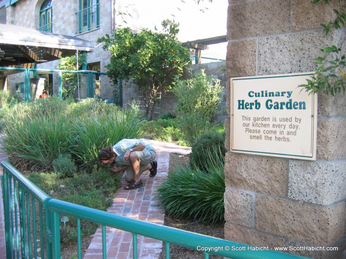 A fresh herb garden they use for the restaurant.