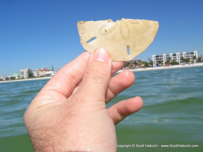 A day at the beach and I could only find this broken sand dollar while snorkeling.