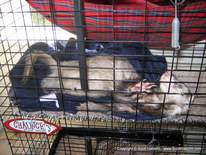 Chauncey the ferret, how can that be comfortable?