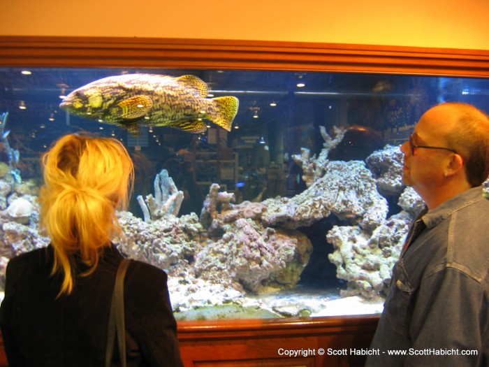 And this grouper was quite a fish to look at in the tank.