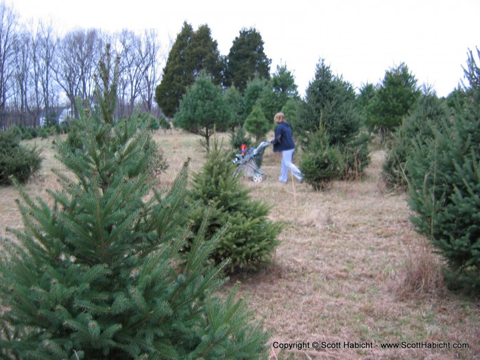 Erin and Taylor went one way looking for a tree....