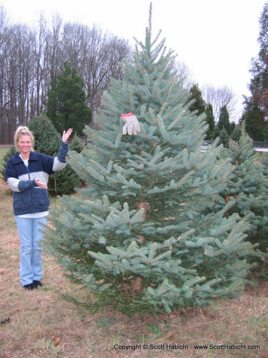 And Kelli went another to find ours (the glove marks it as our tree).