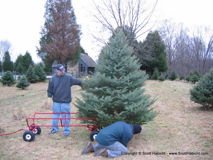 Mathew lends a hand while I cut the tree.