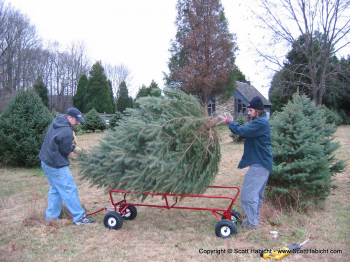 The cordless saw made short work of cutting the tree.