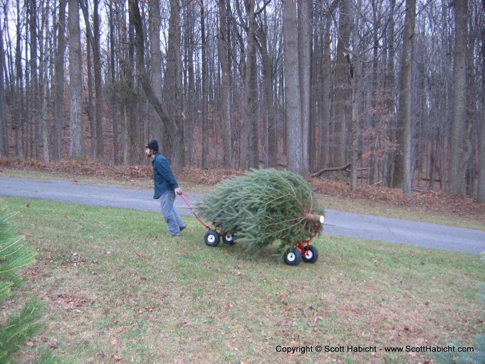 The carts were great for pulling the trees....