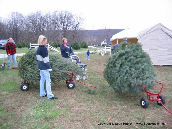 All done with the tree, but Click here for a movie of that day at the tree farm.