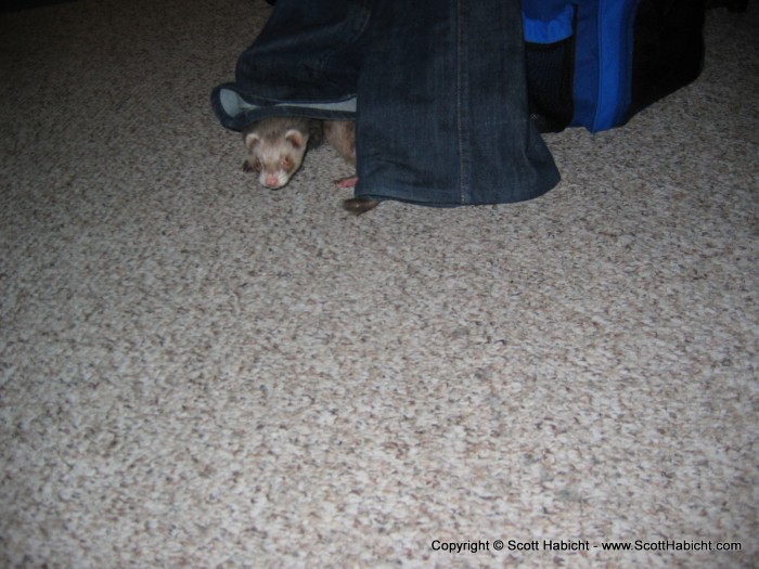 Chauncey hides under some clothing while we were at the beach.