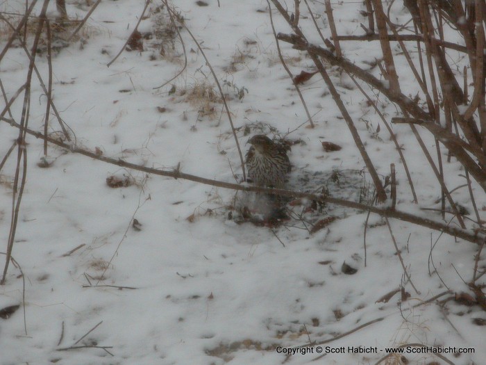 A hawk with a fresh kill in our backyard.