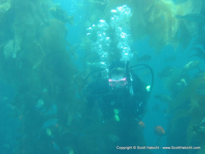 Underwater was full of kelp forests, 30-50ft tall stalks of kelp about 5-6ft apart.