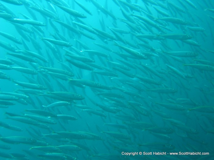 Plenty of sardines to go around.