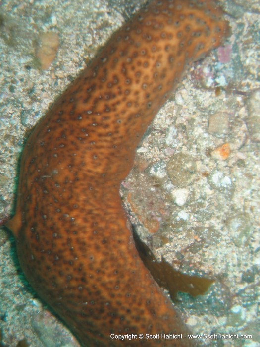 A sea cucumber.