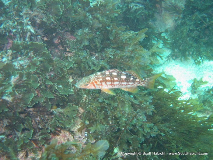 The Island Kelp Fish were everywhere.