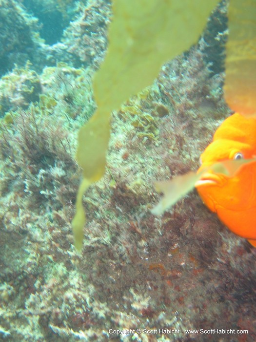 As were the aggressive Garibaldi (it's their mating season).