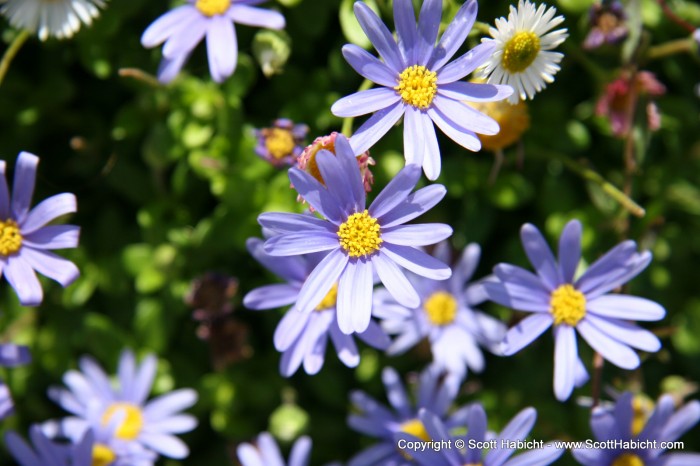 Always stop and smell the flowers....