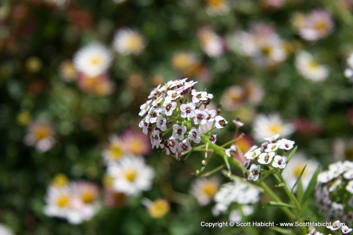 I love this shot with the daisies in the background.