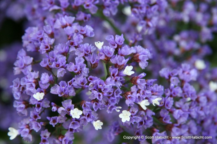 I was playing with the macro setting on my new camera, that's why there are so many pictures of flowers.