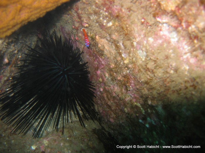 A crown sea urchin and a blue banded goby hang out together.