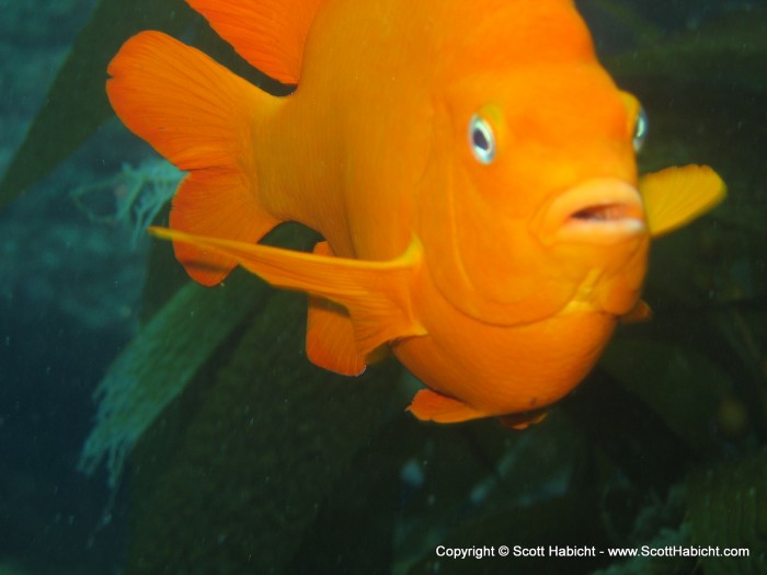 The Garibaldi (Hypsypops rubicundus) is the California state fish.