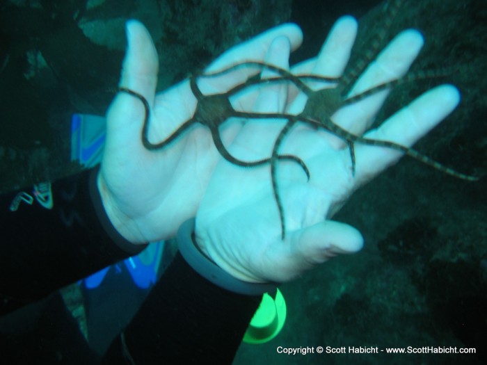 A pair of brittle star fish.