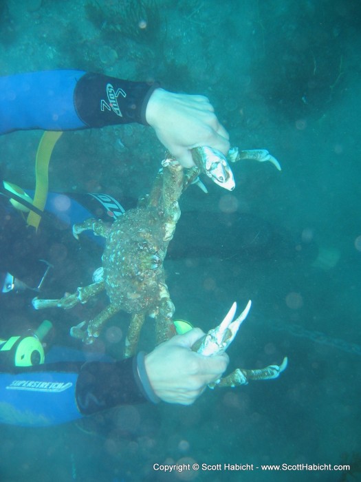 A Sheep Crab (Loxorhynchus grandis) that the divemaster had found.