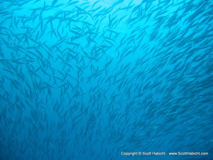 A cool shot of some sardines that we swam through.