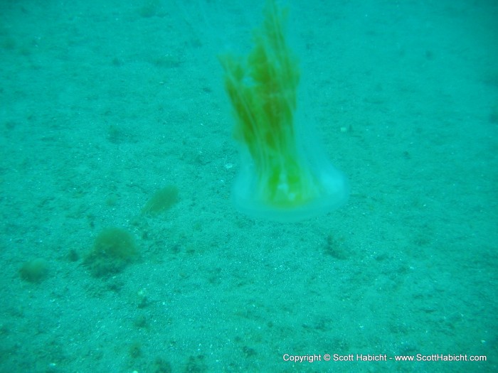 Our second dive of the day, and a jelly fish makes it's way to the bottom.