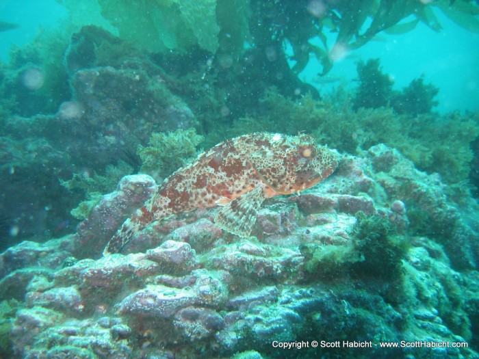 The flash brought out the color in the grouper, who otherwise was completly camouflaged on top of the rock.