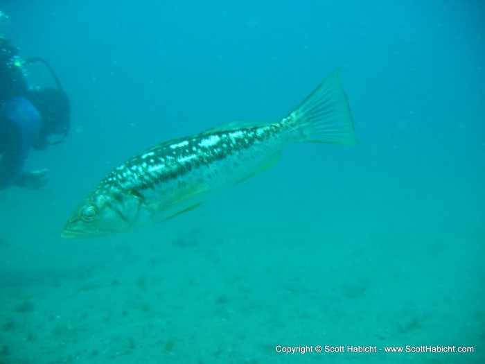 An island kelp fish gets up close and personal.