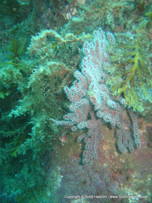 A well textured sea fan.