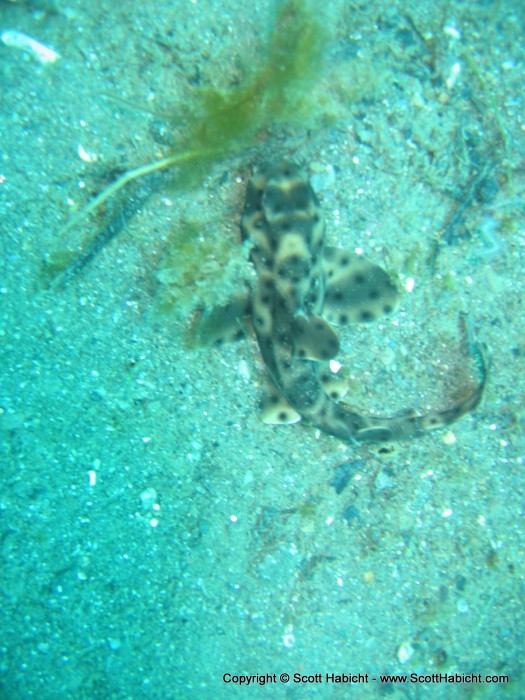 Check out this horn shark I found!!!! He was about 18 inches long.