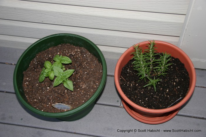 Basil and Rosemary for Kelli's cooking.