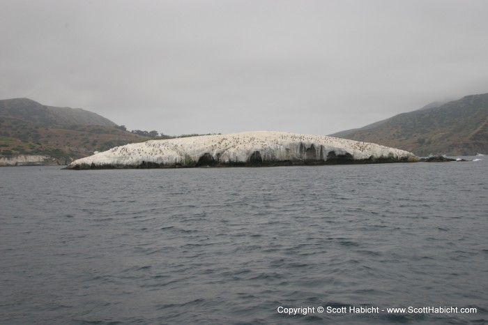 Can anyone tell me why this rock is white??? (answer: guano)