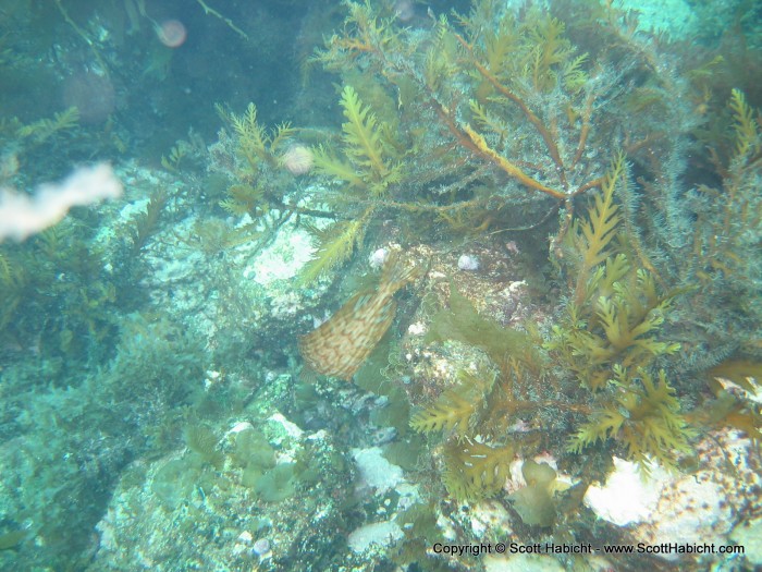 Can you find the tail of the giant kelp fish?