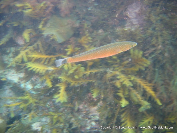 This senorita fish followed me for most of the dive.