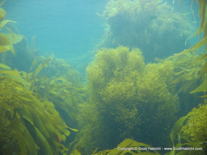 A good shot that really shows off the sea kelp.