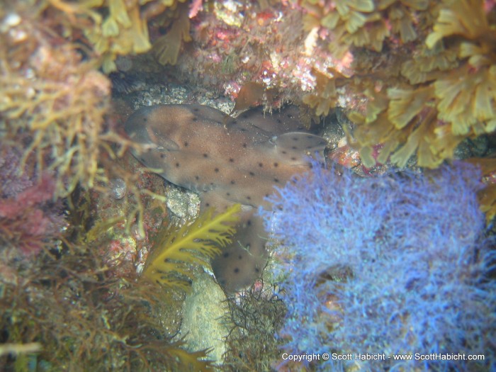 My favorite underwater picture of the trip, another horn shark.