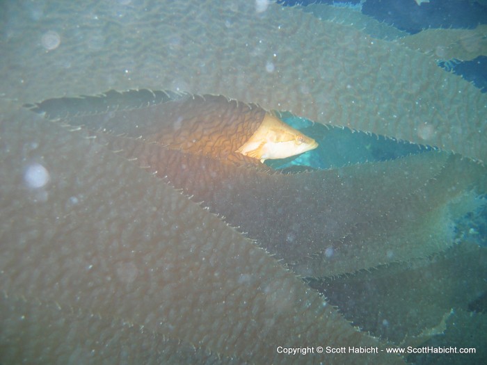 This giant kelp fish hides in the kelp from me.