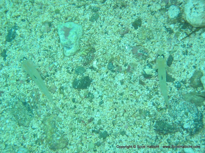 A nice little pair of black eyed gobys.