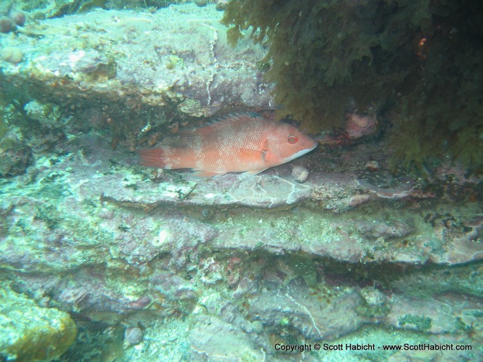 I think he was wedged in the rock for the purpose of sleeping, and I woke him up.