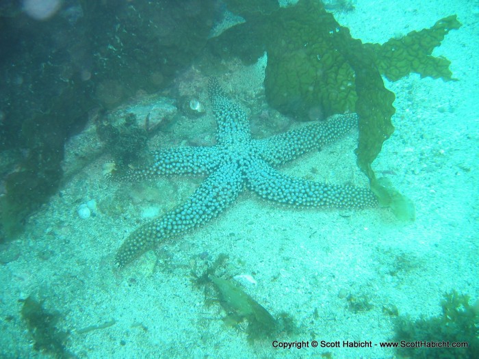 No lie, this star fish's legs were about a foot long, making it about 2 feet wide.