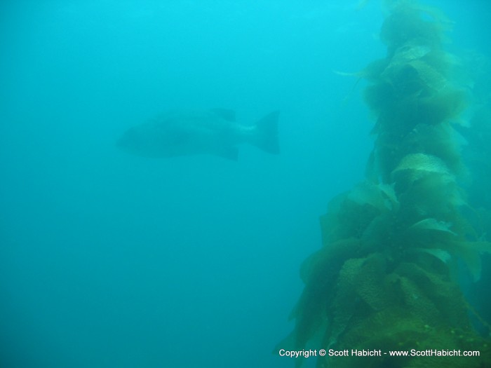 The chance spotting of the 6ft giant black sea bass.