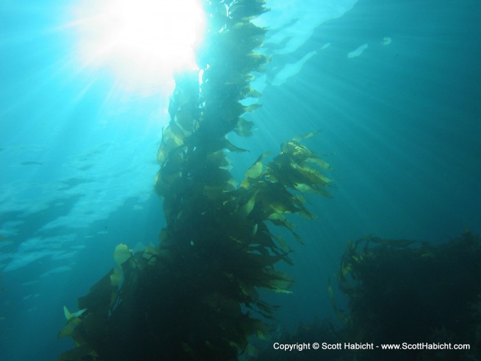 Last dive of the day, and this one was through a kelp forest.