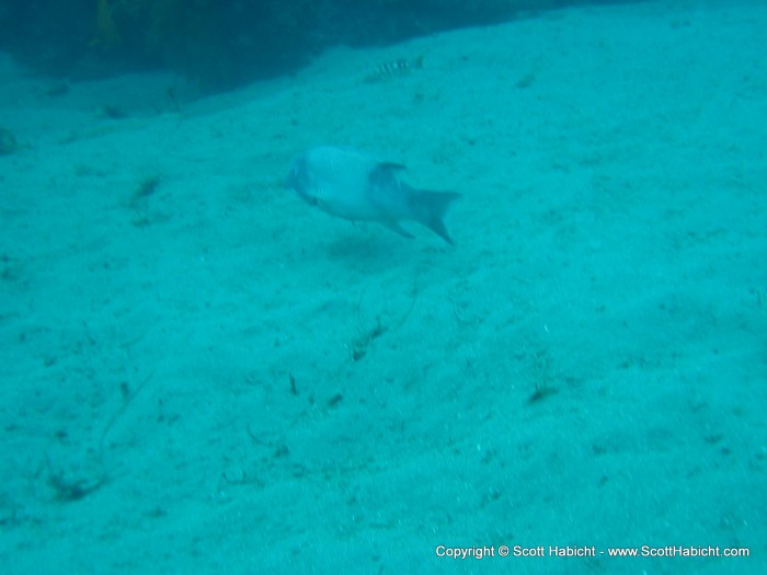 A male sheephead crusies by. Also, check out this video.