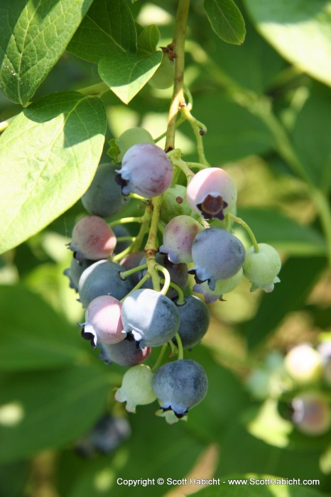 Mmmm, fresh blueberries.