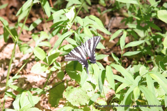 Cool looking butterfly.